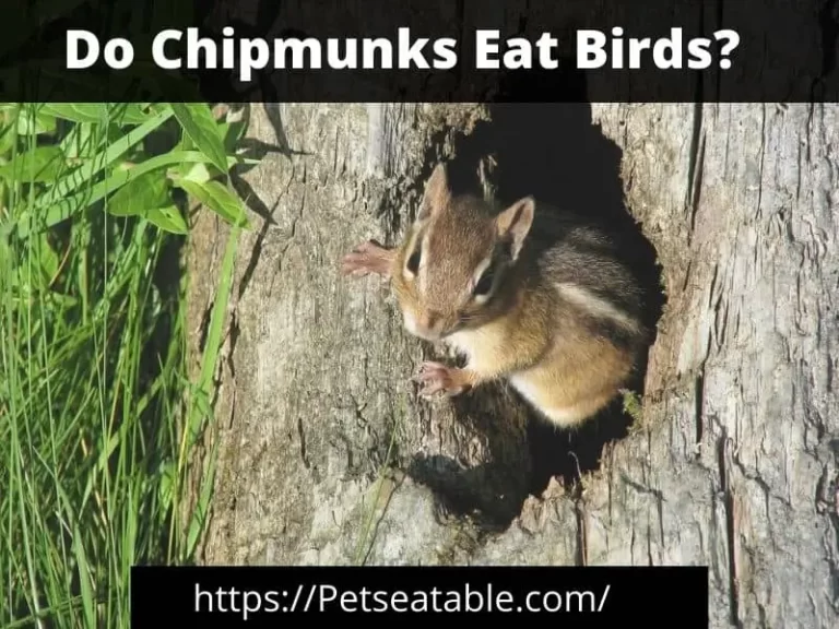 Do Chipmunks Eat Birds? Its Eating Habits Towards The Birds:
