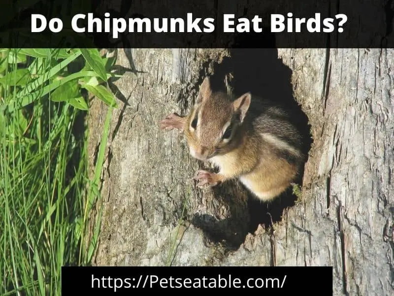 Do Chipmunks Eat Birds
