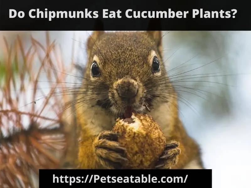 Do Chipmunks Eat Cucumber Plants