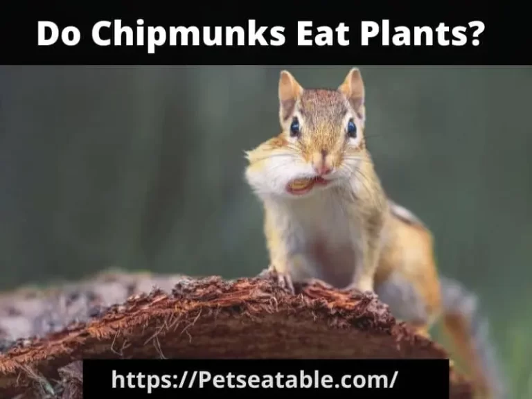 Do Chipmunks Eat Plants? A Detailed Overview About The Plant’s Intake.