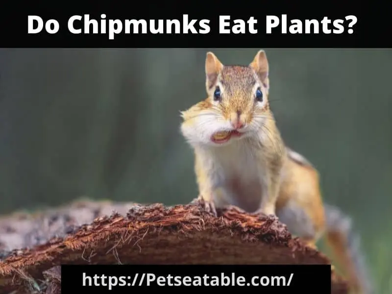 Do Chipmunks Eat Plants