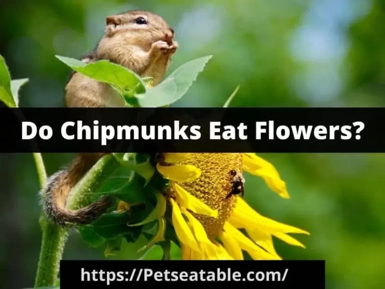 Do Chipmunks Eat Flowers: All the Research, and Facts You’ll Ever Need to Know