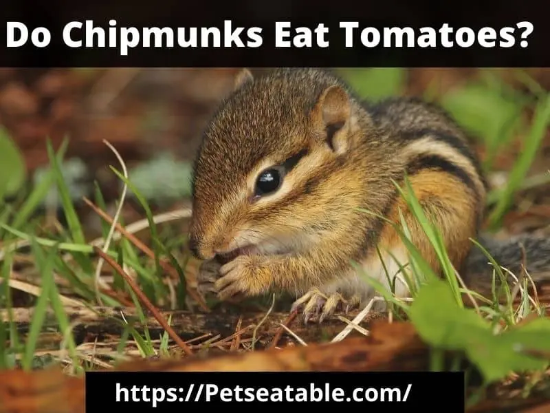 Do Chipmunks Eat Tomatoes