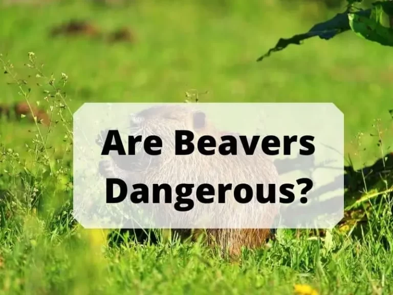 Are Beavers Dangerous?  Misconception About Beavers Nature