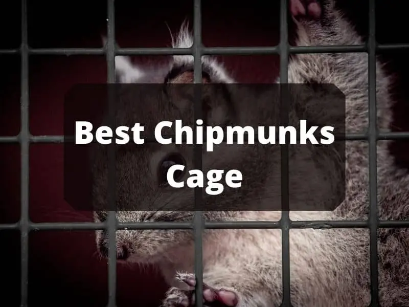 Best Chipmunks Cage