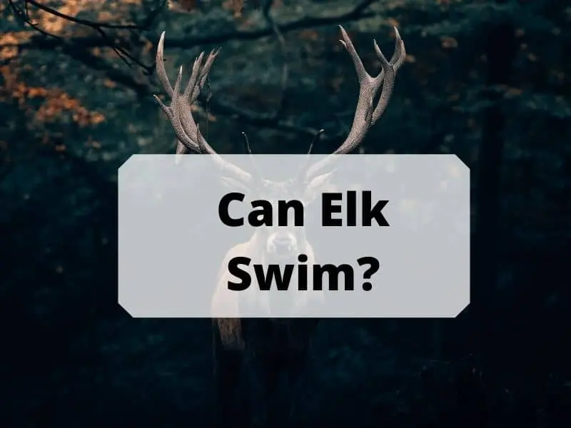 Can Elk Swim