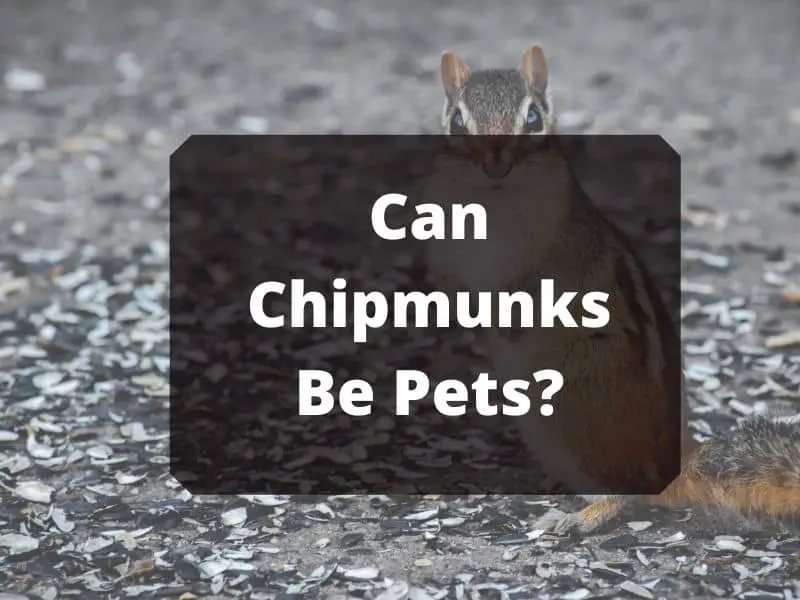 Can Chipmunks Be Pets