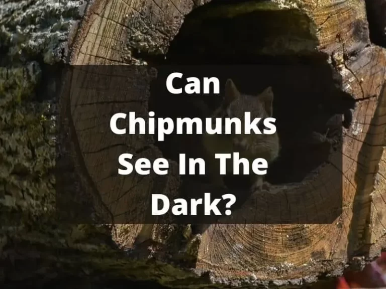 Can Chipmunks See In The Dark? What Insiders Say About This.