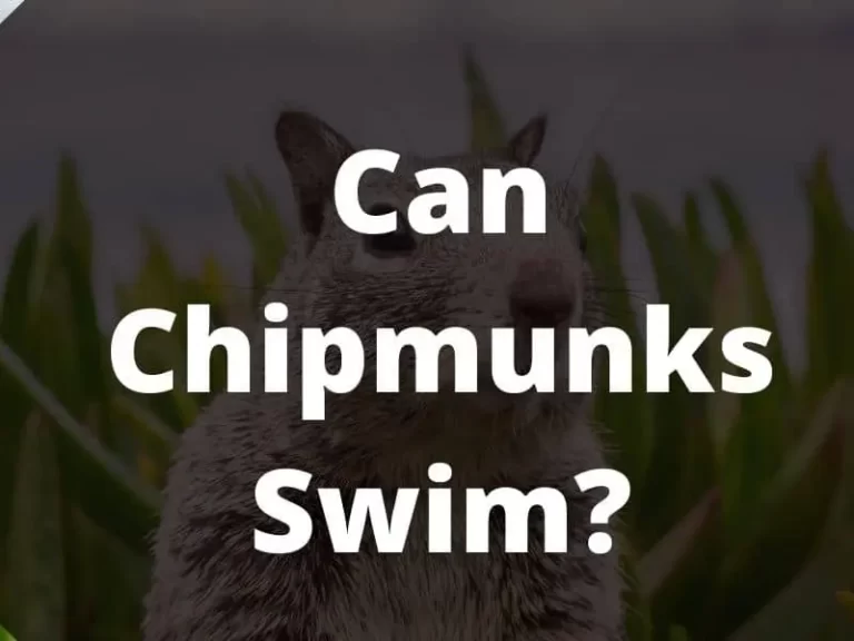 Can Chipmunks Swim? A Truthful Answer For The People Who Most often Asked This Question;
