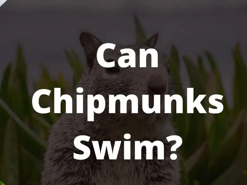 Can Chipmunks Swim