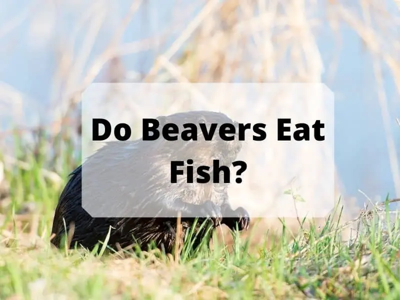 Do Beavers Eat Fish