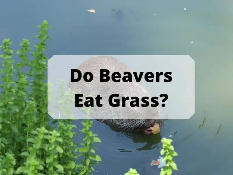 Do Beavers Eat Grass