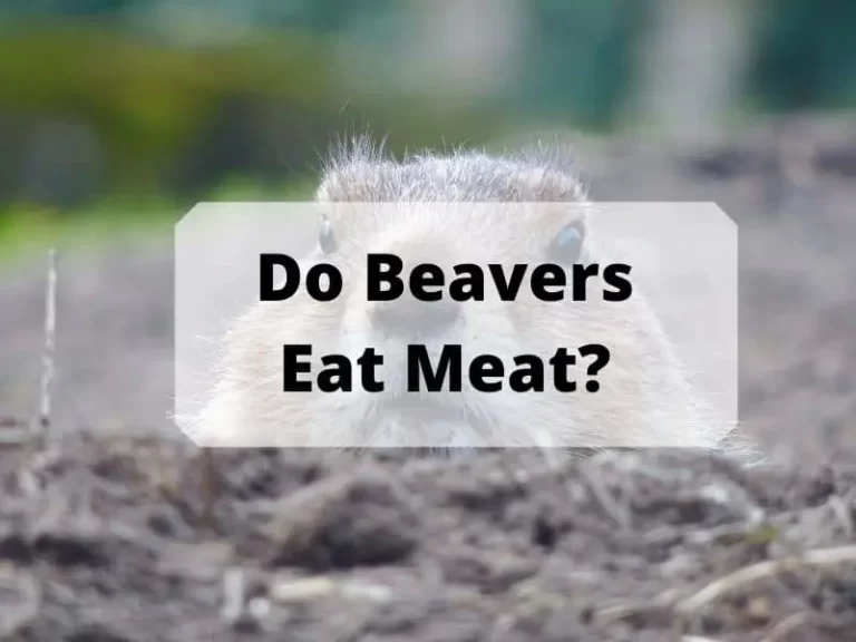Do Beavers Eat Meat? A Guide About Beavers Food and Habitat