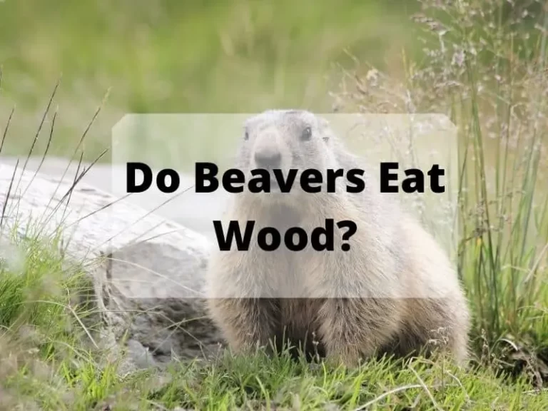 Do Beavers Eat Wood?  An Overview About Beavers Diet