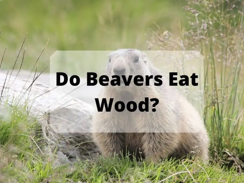 Do Beavers Eat Wood