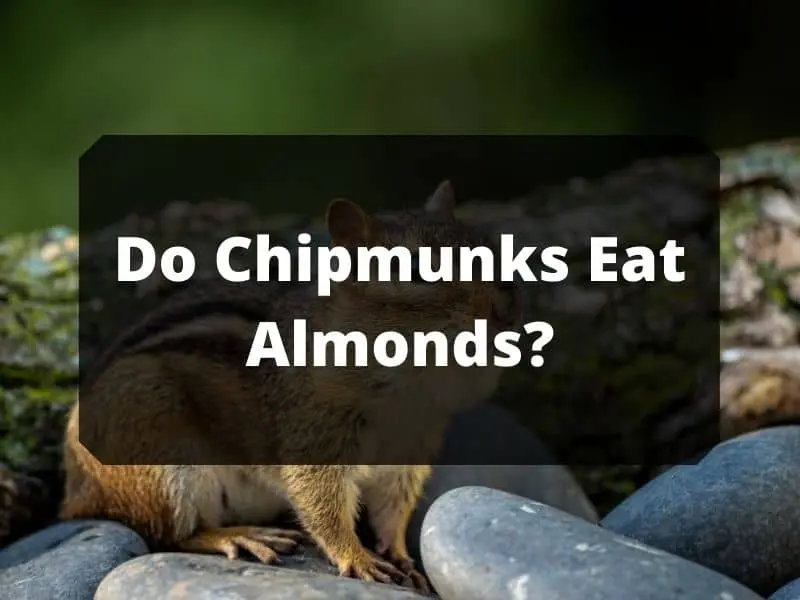 Do Chipmunk Eat Almonds