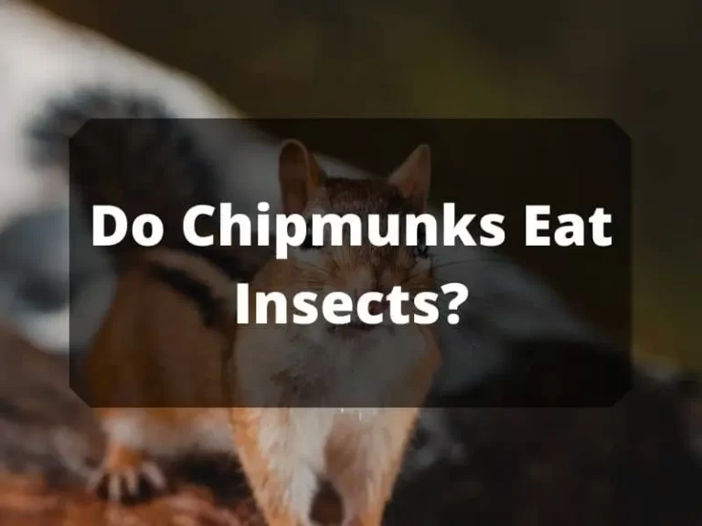 Do Chipmunks Eat Insects? An Informational Guide