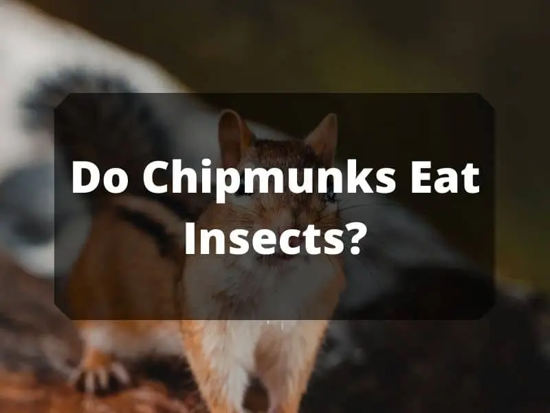 Do Chipmunks Eat Insects
