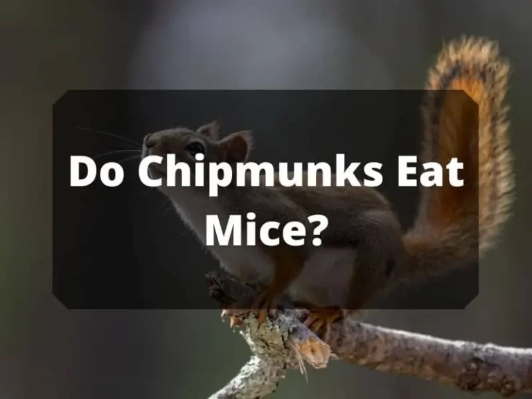 Do Chipmunks Eat Mice? Some Bizarre Truths, You Never Know:
