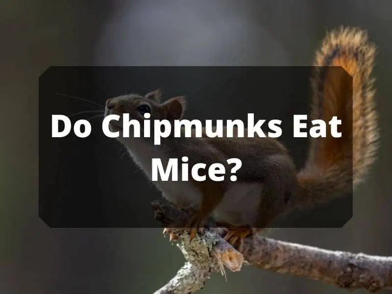 Do Chipmunks Eat Mice