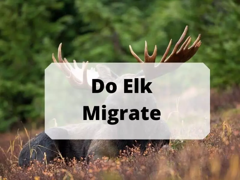 Do Elk Migrate