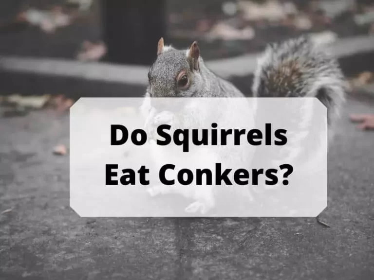 Do Squirrels Eat Conkers? A Guide About Square Rose Diet And Conkers