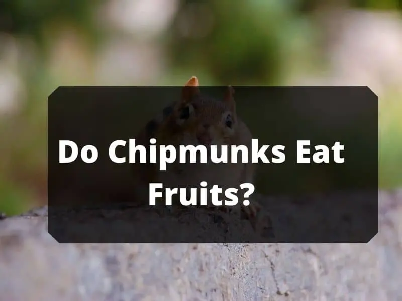 Do Chipmunks Eat Fruits