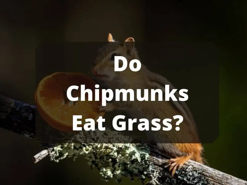 Do chipmunks eat grass