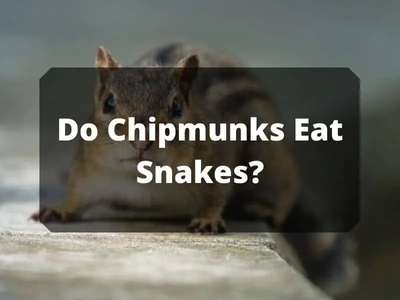 Do Chipmunks Eat Snakes