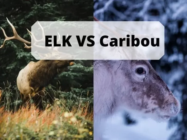 Elk vs Caribou: A Complete Differentiation Guide