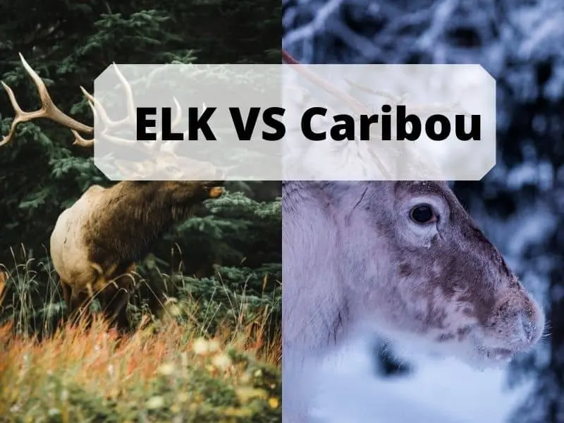Elk vs Caribou