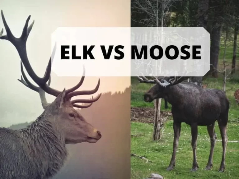 Elk vs Moose: A Detailed Overview 