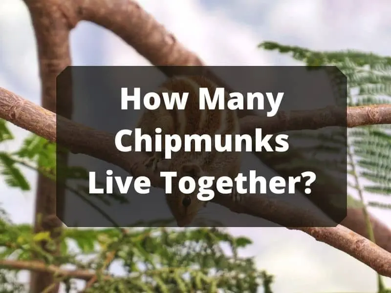 How Many Chipmunks Live Together