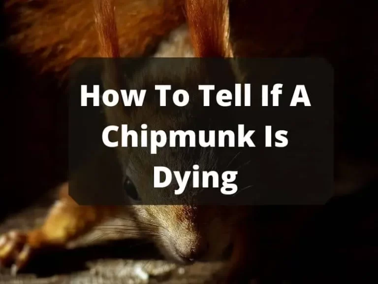 How To Tell If A Chipmunk Is Dying? Precious Tips & Detailed Overview