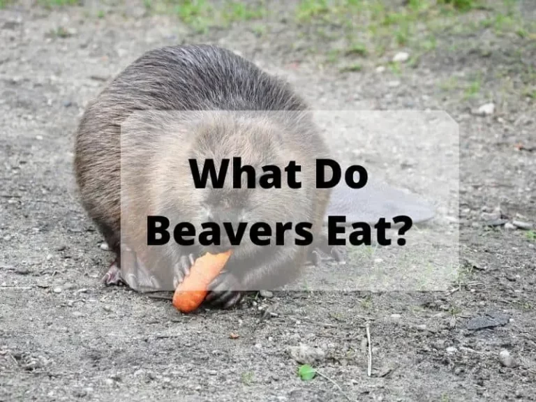 What Do Beavers Eat? Beaver Species and Their Diet Guide