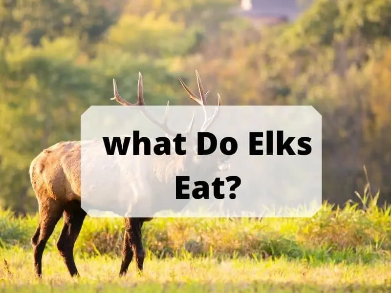 What Do Elks Eat