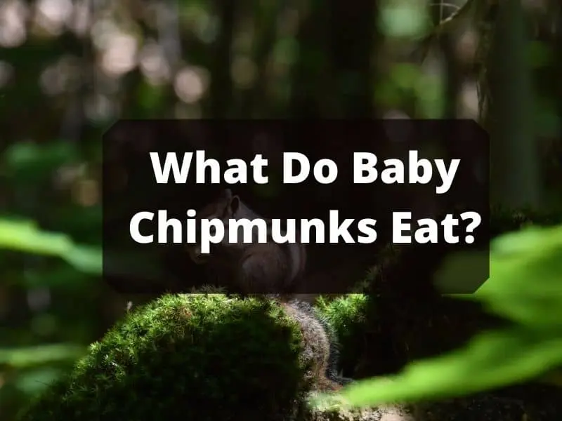 What do baby chipmunks eat