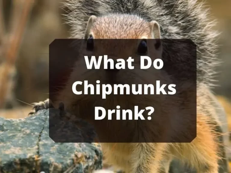 What Do Chipmunks Drink? The Most Common Question Asked By People.