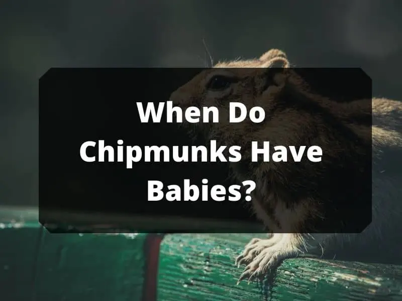 When do chipmunks have babies