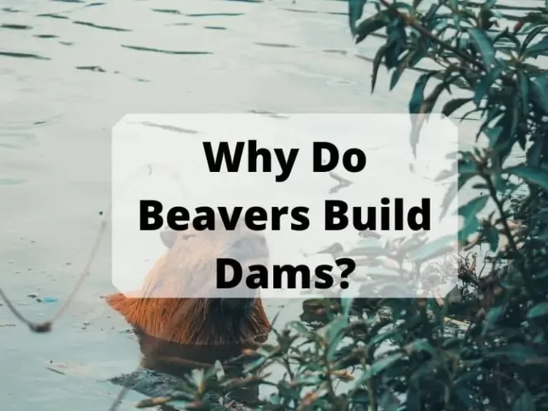 Why Do Beavers Build Dams?  A Guide About Beavers Unique Extinct
