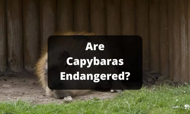 Are Capybaras Endangered?