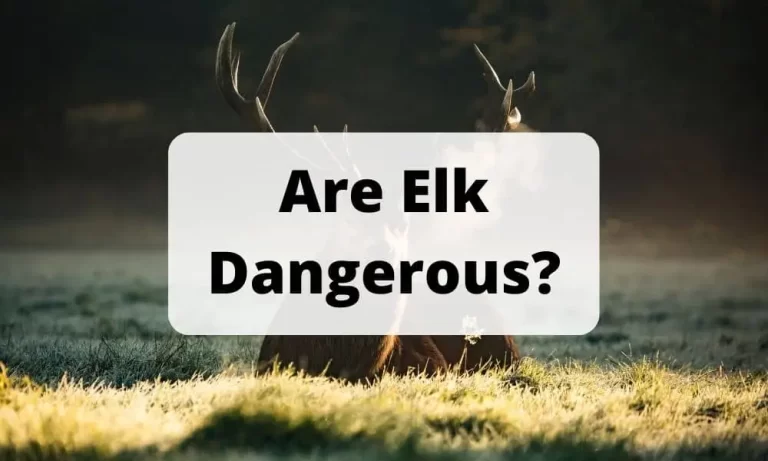 Are Elk Dangerous? A Guide About Elks Nature