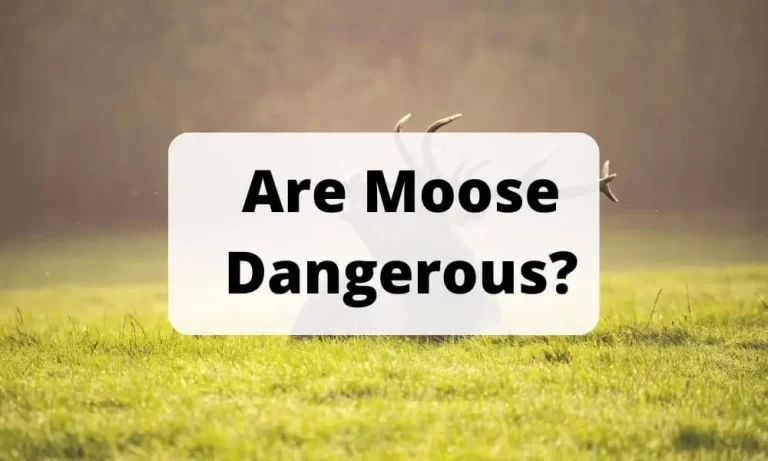 Are Moose Dangerous? Learn How to Stay Safe Around These Giant Animals