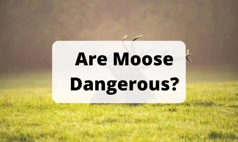 Are Moose Dangerous