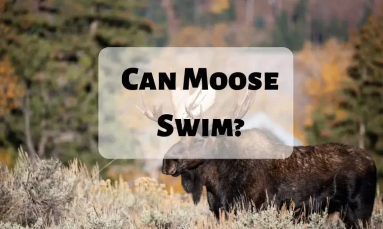Can Moose Swim?