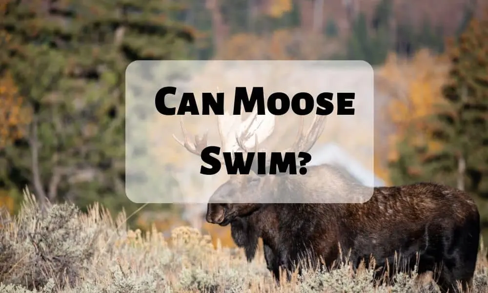 Can Moose Swim
