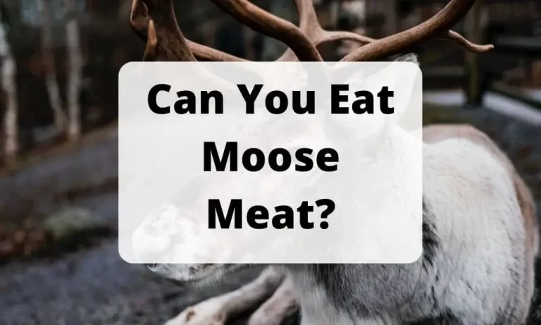 Can You Eat Moose Meat? Benefits OF Eating Meat: