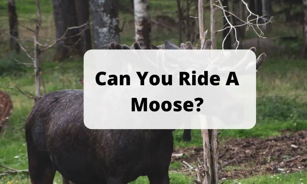 Can You Ride A Moose