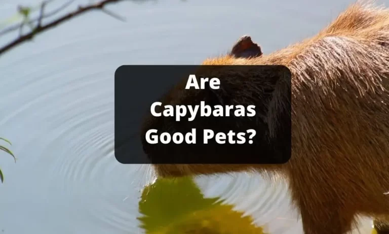 Capybaras As Pets: Are They Good Pet?