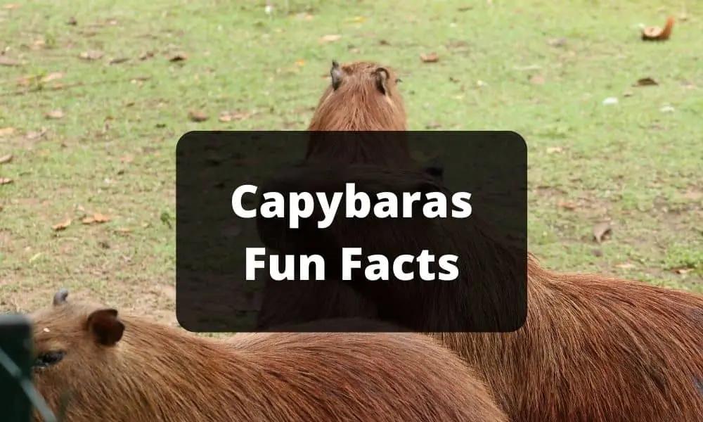Capybaras Fun Facts